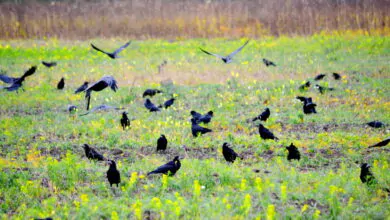 Caccia alle Cornacchie, come scegliere la zona di caccia