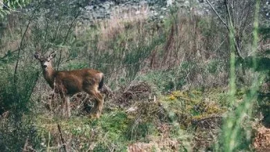 Caccia e Biodiversità in Europa: una coesistenza necessaria