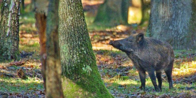 Basilicata selecontrollo del cinghiale Programma operativo 2016 sulla fauna selvatica