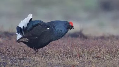 Gallo forcello piemonte