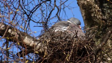 monitoraggio degli uccelli nidificanti in Umbria