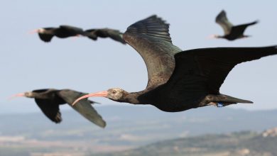 Ucciso Ibis