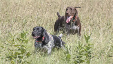 cane inizio stagione venatoria