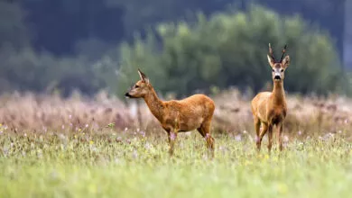 selezione capriolo toscana Toscana censimenti cervidi