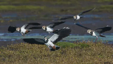 Pavoncella veneto Lombardia caccia natura 2000