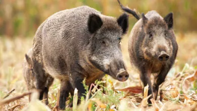 Campania caccia cinghiale