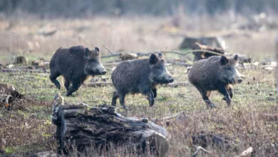 Proroga caccia cinghiale umbria