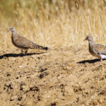 Toscana Sicilia caccia preaperura approvato piano tortora