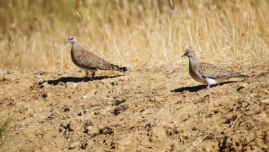 Toscana Sicilia caccia preaperura approvato piano tortora