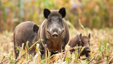 Piano straordinario gestione fauna