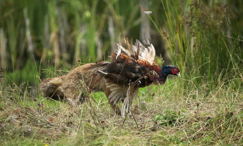 Fagiani predatori