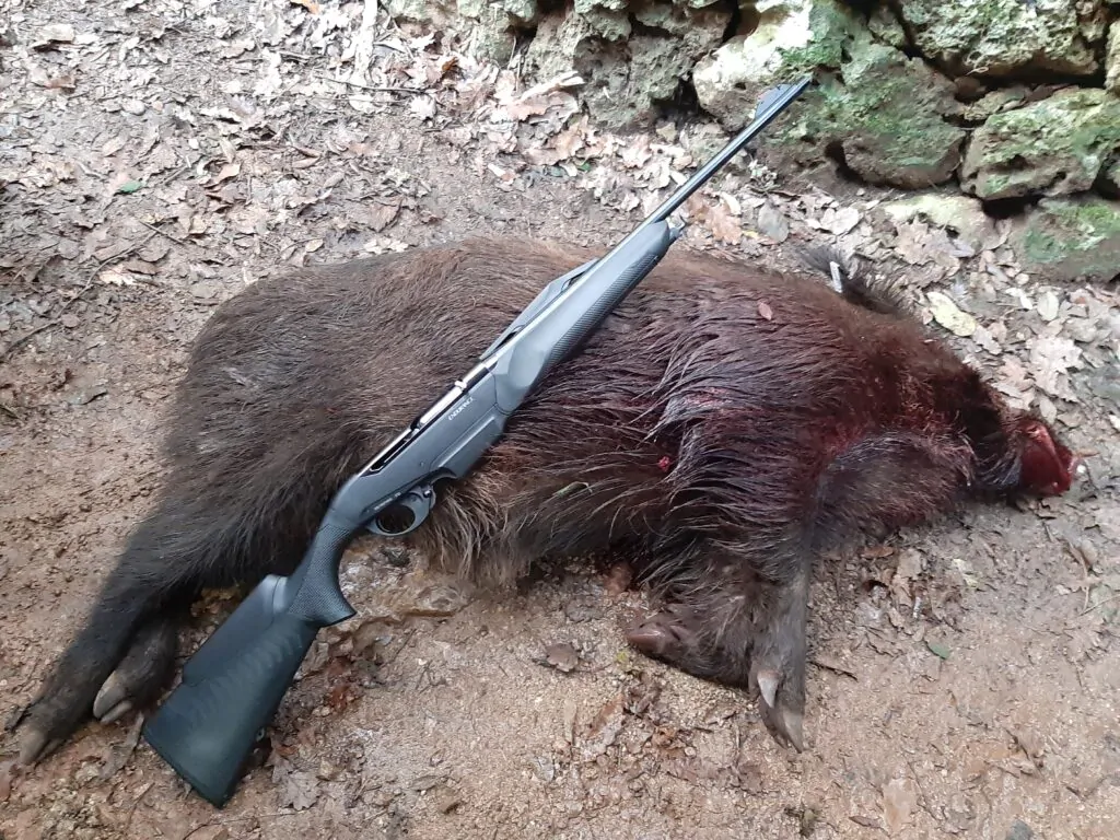 Il cinghiale preso con la Benelli Endurance nella prima uscita a caccia