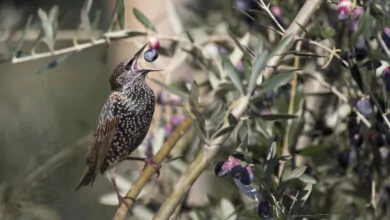 Toscana caccia in deroga storno piccione tortora dal collare