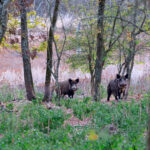 Marche periodo caccia cinghiale