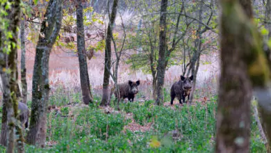 Marche periodo caccia cinghiale