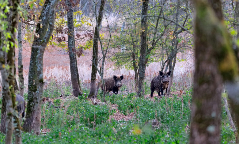 Marche periodo caccia cinghiale