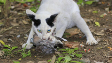 Fauna cacciatori italia