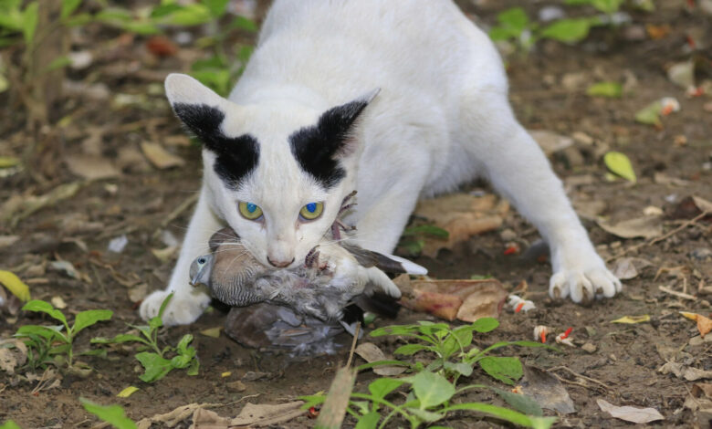 Fauna cacciatori italia