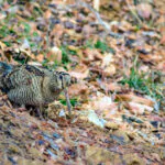 Umbria caccia tordi beccaccia