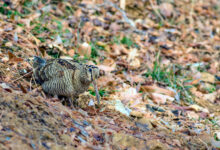 Umbria caccia tordi beccaccia