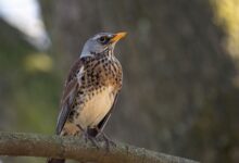 Umbria caccia beccaccia